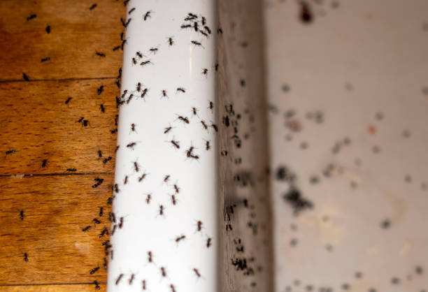 Best Termite Control Services  in Greybull, WY