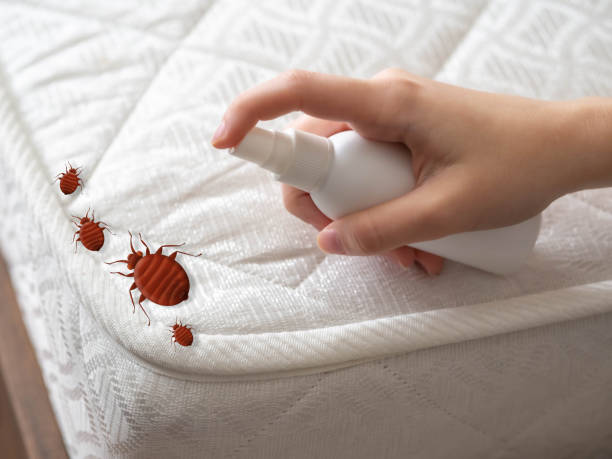 Best Local Pest Control Services  in Greybull, WY